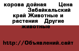 корова дойная 6  › Цена ­ 50 000 - Забайкальский край Животные и растения » Другие животные   